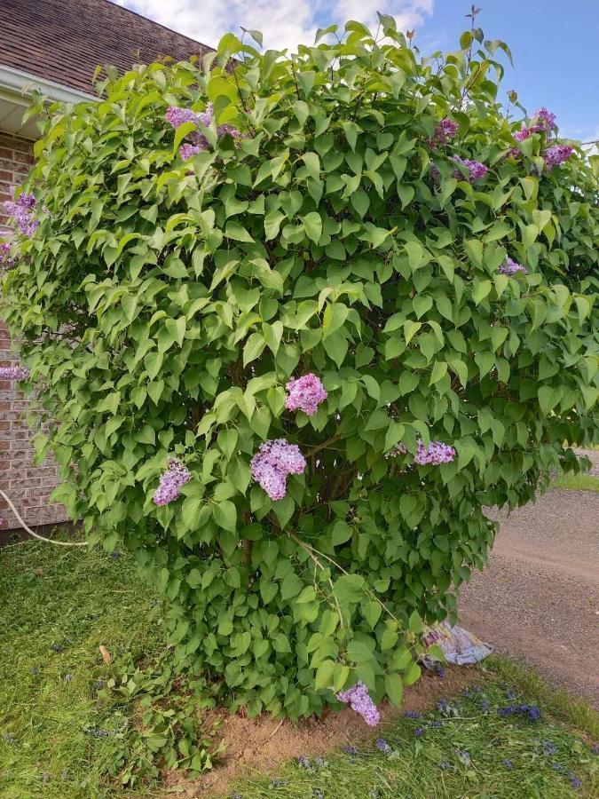 Bed and Breakfast 酣息小栈 Sweet Dreams Cornwall Zewnętrze zdjęcie